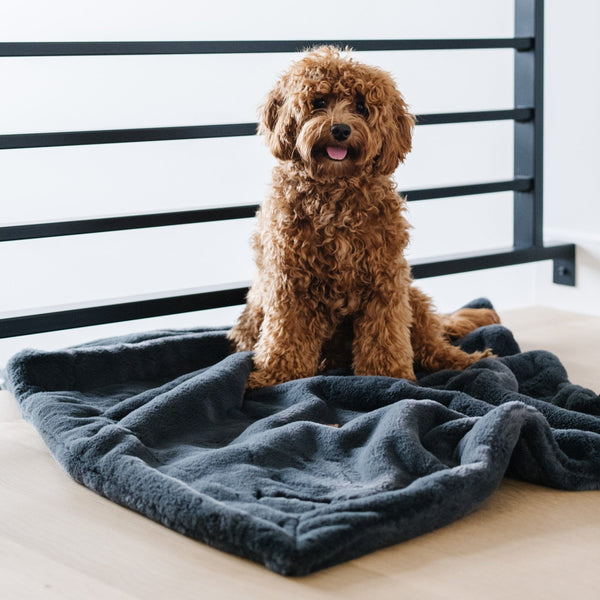 PET BLANKET - Saranoni